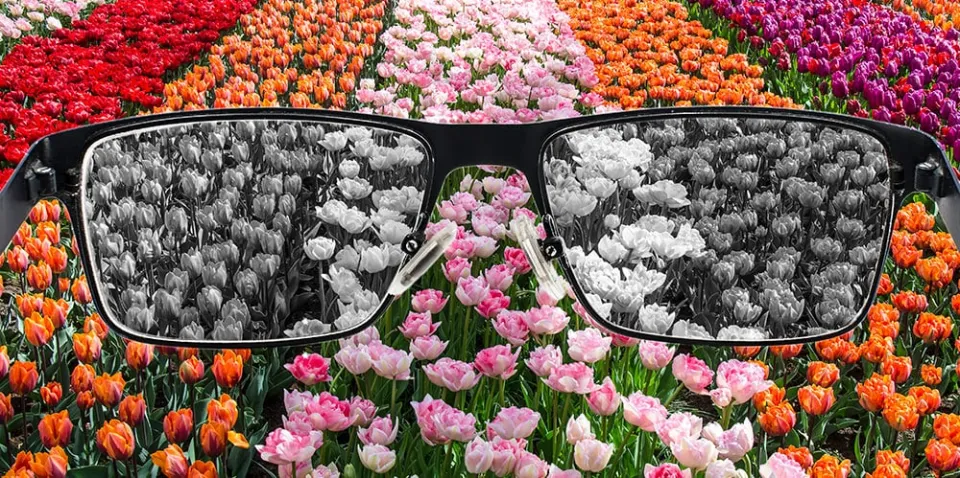Interesting Facts about Color Blindness - Things You May Don't Know